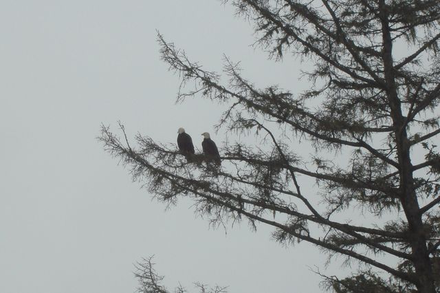cropped eagles